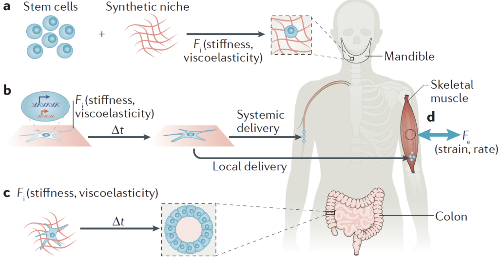 Regenerative medicine