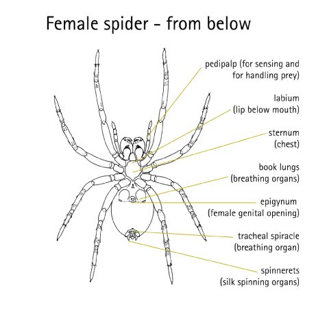 Detailed anatomical diagram of a female spider showing key body parts and organs